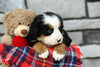 AKC Registered Bernese Mountain Dog For Sale Brinkhaven, OH Female- Stella