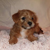 Jack-a-poo For Sale Fredericksburg, OH Female- Stella