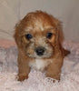 Jack-a-poo For Sale Fredericksburg, OH Female- Stella