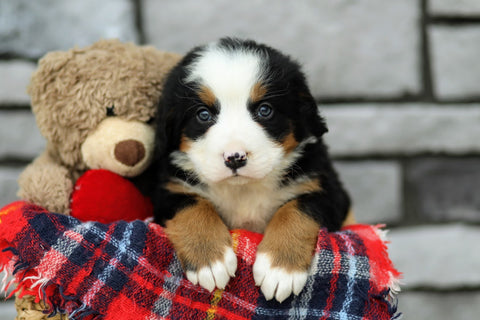 AKC Registered Bernese Mountain Dog For Sale Brinkhaven, OH Female- Stella