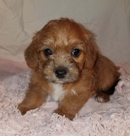 Jack-a-poo For Sale Fredericksburg, OH Female- Stella