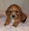 Jack-a-poo For Sale Fredericksburg, OH Female- Stella