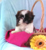 Shih Tzu For Sale Warsaw, OH Female- Stella