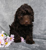 Medium F1B Labrdoodle For Sale Millersburg, OH Female- Sugar
