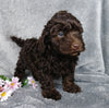 Medium F1B Labrdoodle For Sale Millersburg, OH Female- Sugar