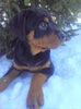 AKC Registered Rottweiler For Sale Sugarcreek, OH Female- Sugar