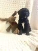 Moyen Poodle For Sale Wilmot, OH Female- Sugar