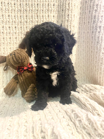Moyen Poodle For Sale Wilmot, OH Female- Sugar