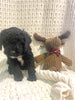 Moyen Poodle For Sale Wilmot, OH Female- Sugar