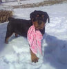 AKC Registered Rottweiler For Sale Sugarcreek, OH Female- Sugar