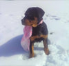 AKC Registered Rottweiler For Sale Sugarcreek, OH Female- Sugar