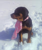 AKC Registered Rottweiler For Sale Sugarcreek, OH Female- Sugar