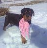 AKC Registered Rottweiler For Sale Sugarcreek, OH Female- Sugar