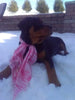 AKC Registered Rottweiler For Sale Sugarcreek, OH Female- Sugar