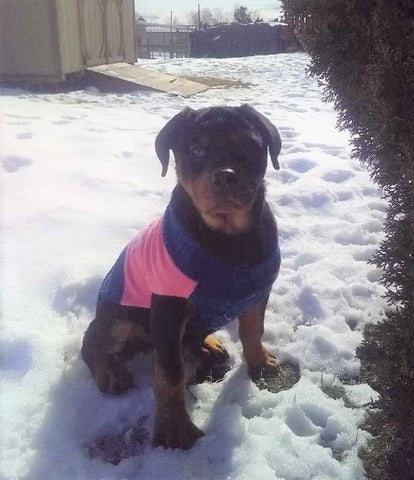 AKC Registered Rottweiler For Sale Sugarcreek, OH Female- Sugar