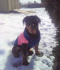 AKC Registered Rottweiler For Sale Sugarcreek, OH Female- Sugar