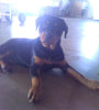 AKC Registered Rottweiler For Sale Sugarcreek, OH Female- Sugar