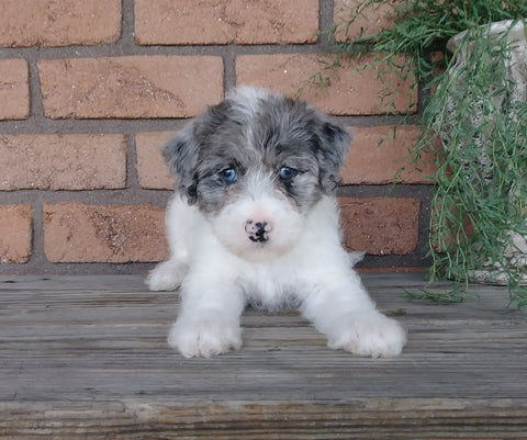 F1B Mini Labradoodle For Sale Millersburg, OH Female- Snuggles
