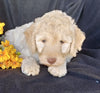 F1B Mini Labradoodle For Sale Millersburg, OH Female- Sunshine