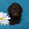 Cockapoo Puppy For Sale Millersburg, OH Female- Sunshine