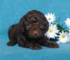 Cockapoo Puppy For Sale Millersburg, OH Female- Sunshine