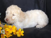F1B Mini Labradoodle For Sale Millersburg, OH Female- Sunshine