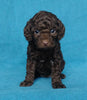 Cockapoo Puppy For Sale Millersburg, OH Female- Sunshine
