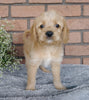 F1B Mini labradoodle For Sale Millersburg, OH Female- Sunshine