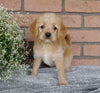 F1B Mini labradoodle For Sale Millersburg, OH Female- Sunshine