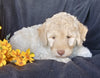 F1B Mini Labradoodle For Sale Millersburg, OH Female- Sunshine