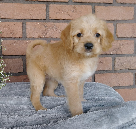 F1B Mini labradoodle For Sale Millersburg, OH Female- Sunshine