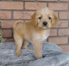 F1B Mini labradoodle For Sale Millersburg, OH Female- Sunshine