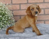 F1B Mini Labradoodle For Sale Millersburg, OH Female- Sweet Pea