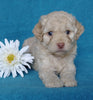 Cockapoo Puppy For Sale Millersburg, OH Female- Sweet Pea