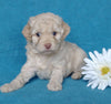 Cockapoo Puppy For Sale Millersburg, OH Female- Sweet Pea