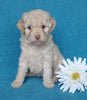 Cockapoo Puppy For Sale Millersburg, OH Female- Sweet Pea