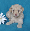 Cockapoo Puppy For Sale Millersburg, OH Female- Sweet Pea