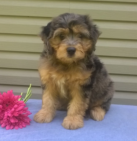 Mini Aussiedoodle For Sale Berlin, OH Female- Cupcake