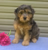 Mini Aussiedoodle For Sale Berlin, OH Female- Cupcake