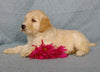 Goldendoodle For Sale Millersburg, OH Female- Sweetheart