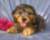 Mini Aussiedoodle For Sale Berlin, OH Female- Cupcake