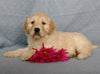 Goldendoodle For Sale Millersburg, OH Female- Sweetheart