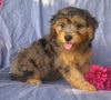 Mini Aussiedoodle For Sale Berlin, OH Female- Cupcake