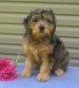 Mini Aussiedoodle For Sale Berlin, OH Female- Cupcake