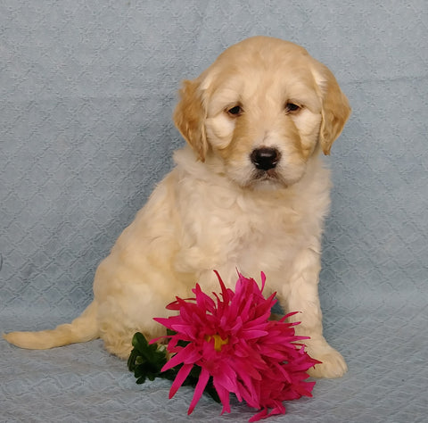 Goldendoodle For Sale Millersburg, OH Female- Sweetheart