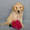 Goldendoodle For Sale Millersburg, OH Female- Sweetheart