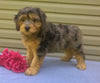 Mini Aussiedoodle For Sale Berlin, OH Female- Cupcake