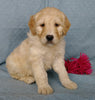 Goldendoodle For Sale Millersburg, OH Female- Sweetheart