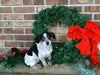 Cavalier King Charles Spaniel Mix For Sale Holmesville, OH Female- Tasha