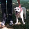 AKC Registered English Cream Golden Retriever For Sale Fredericksburg, OH Female-Tausha